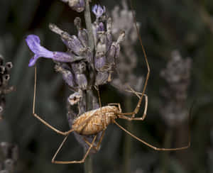 Harvestmanon Lavender Flower Wallpaper