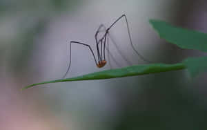 Harvestmanon Leaf Wallpaper