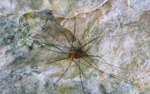 Harvestmanon Rock Texture Wallpaper