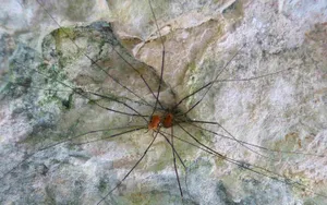 Harvestmanon Rock Texture Wallpaper