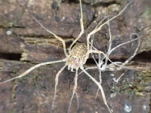 Harvestmanon Wooden Texture Wallpaper