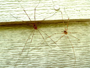 Harvestmenon Wooden Surface Wallpaper