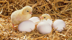 Hatched Egg Chick Wallpaper