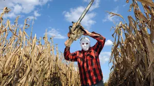Haunted Corn Maze Chainsaw Thriller Wallpaper