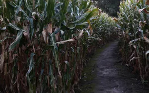 Haunted Corn Maze Pathway Wallpaper