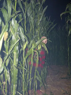 Haunted Corn Maze Scarecrow Wallpaper