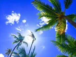 Hawaii Sky Worms Eye View Wallpaper