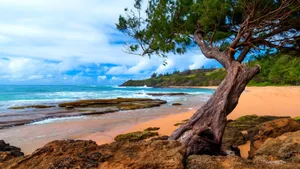 Hawaiian Coastal Tree Wallpaper