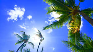 Hawaiian Palm Trees And Sky Wallpaper
