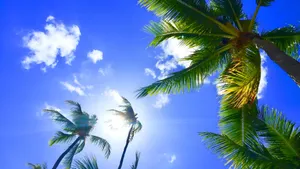 Hawaiian Palm Trees And Sky Wallpaper