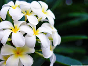 Hawaiian_ Plumeria_ Blossoms Wallpaper