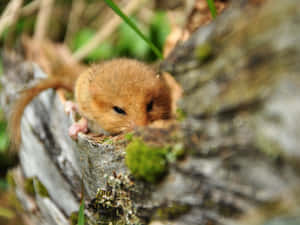 Hazel Dormouse Restingon Tree Wallpaper