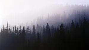 Hazy Beauty Wallpaper