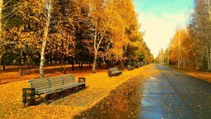 Hd Autumn Road Side Benches Wallpaper