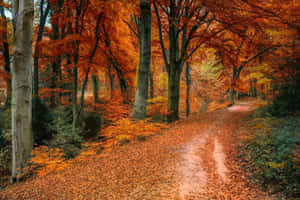 Hd Autumn Scene With Red And Yellow Leaves Wallpaper