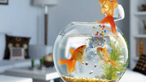 Hd Fish Bowl Fed Two Goldfish Wallpaper