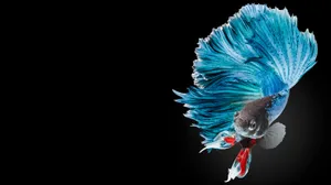 Hd Fish Colorful Siamese Fighting Betta Wallpaper