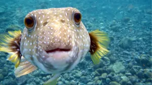 Hd Fish Cute White Spotted Puffer Wallpaper