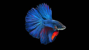 Hd Fish Side Angle Shot Blue Siamese Betta Wallpaper