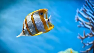 Hd Fish Swimming Copperband Butterflyfish Wallpaper