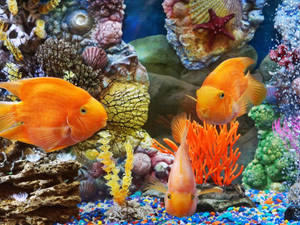 Hd Fishes Blood Parrot Cichlid Wallpaper