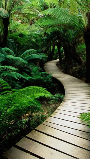 Hd Nature Phone Wooden Bridge Wallpaper