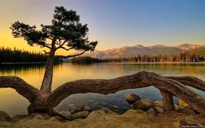Hd Nature Tree On Lake Wallpaper