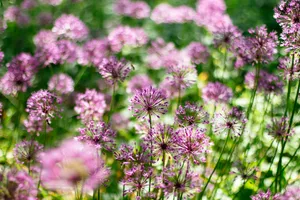 Hd Spring Persian Onion Wallpaper