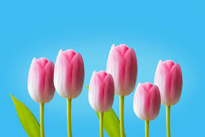 Hd Spring Pink Tulips Wallpaper