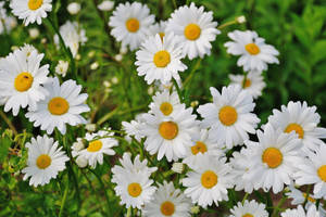 Hd Spring White Daisy Flowers Wallpaper