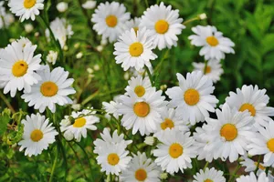 Hd Spring White Daisy Flowers Wallpaper