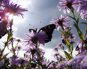 /headline: Get An Up-close Look At Nature: Butterfly Watching Wallpaper