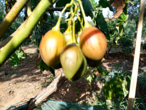 Healthy Tamarillo Tropical Fruit Bundle Wallpaper