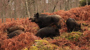 Healthy Wild Boar Wallpaper