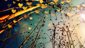 Heart Shaped Bokeh Depth Effect Wallpaper