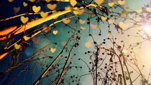 Heart Shaped Bokeh Depth Effect Wallpaper