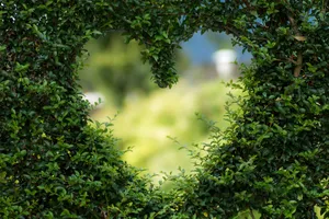 Heart Shaped Nature Frame Wallpaper