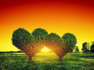 Heart Trees Full Desktop Screen Hd Wallpaper
