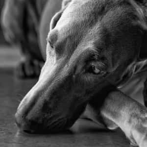 Heartfelt Portrait Of A Sad Dog Wallpaper