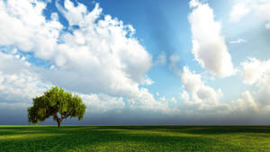 Heaven And Tree Wallpaper