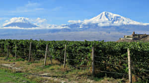 Hedge With View Of Khor Virap Wallpaper