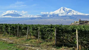 Hedge With View Of Khor Virap Wallpaper