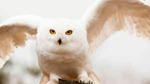 Hedwig The Snowy Owl Wallpaper