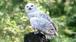Hedwig The Snowy Owl Wallpaper