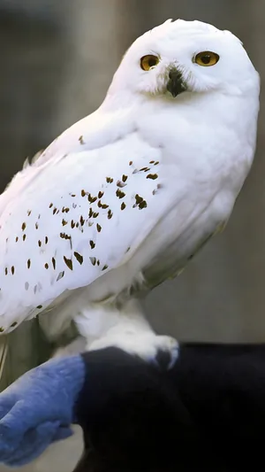 Hedwig The Snowy Owl Wallpaper