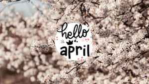 Hello April Cherry Blossoms Wallpaper