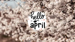 Hello April Cherry Blossoms Wallpaper