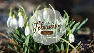 Hello February Snowdrops Desktop Wallpaper Wallpaper