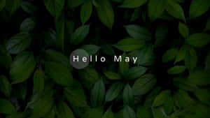 Hello May Green Leaves Background Wallpaper