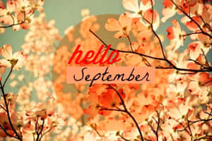 Hello September Cherry Blossom Flowers Wallpaper